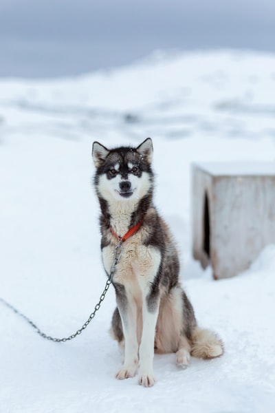 白色和灰色的西伯利亚哈士奇坐在雪地上